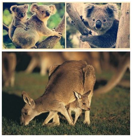 考拉和袋鼠 考拉和袋鼠