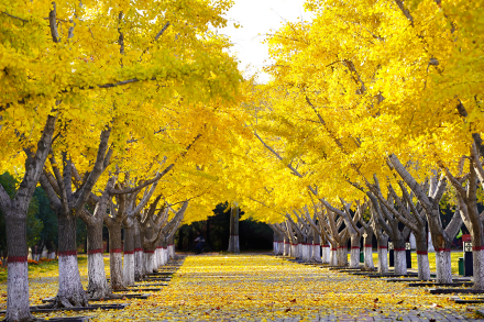 郑州大学厚德大道 郑州大学厚德大道