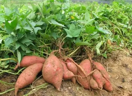 茶亭沟红薯