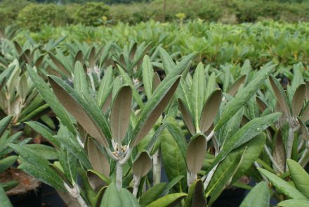 大王杜鹃 大王杜鹃