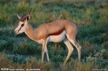 羚羊 羚羊