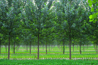 马西林场 马西林场