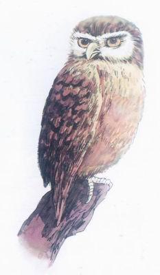 笑猫头鹰 笑猫头鹰