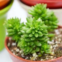 白花小松 白花小松