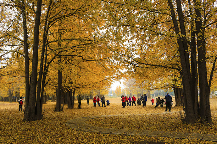临沂生生园银杏林