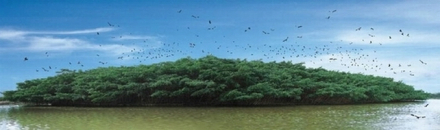 新会小鸟天堂 新会小鸟天堂