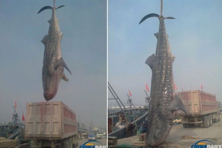 岚山渔民捕获巨鲨 岚山渔民捕获巨鲨