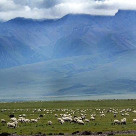 青海的畜牧业 青海的畜牧业