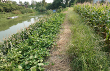 东台古海口栈道 东台古海口栈道