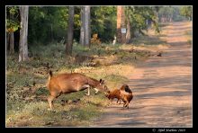 鬣狗科动物图片 鬣狗科动物图片