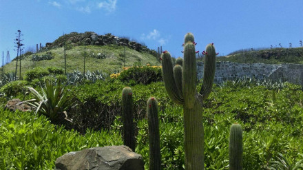 台湾省澎湖列岛的气候适合仙人掌的生长 台湾省澎湖列岛的气候适合仙人掌的生长