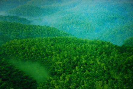 蜀南竹海山顶看竹波万里情景 蜀南竹海山顶看竹波万里情景