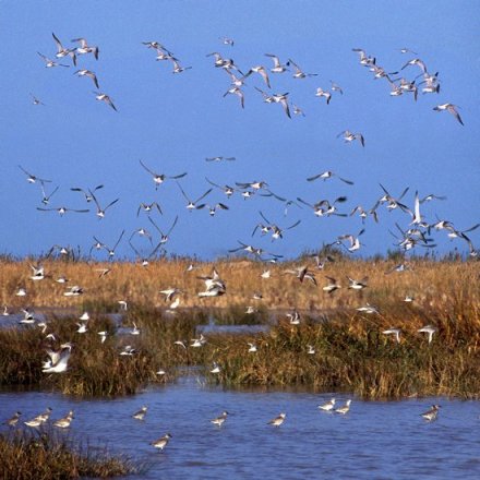 闽江河口国家湿地公园