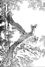  清·《禽虫典》配图