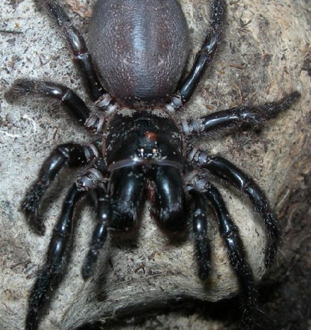 漏斗形蜘蛛 漏斗形蜘蛛