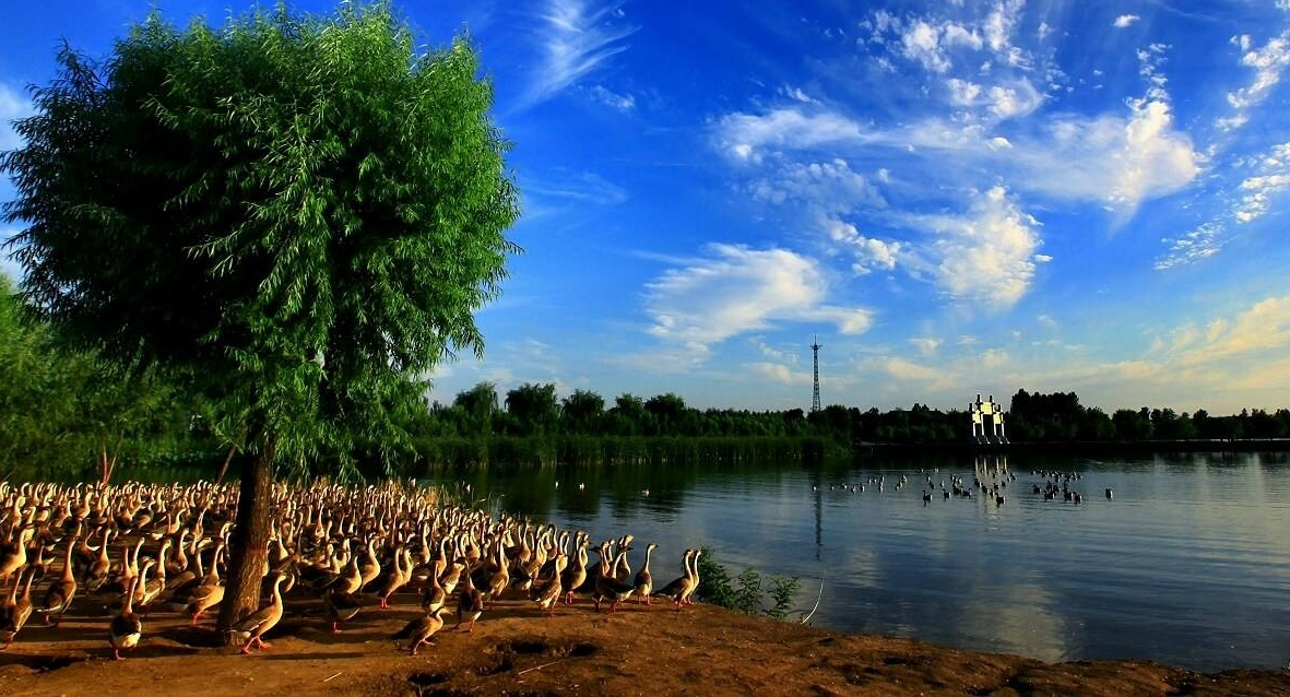 白洋淀地区水禽养殖