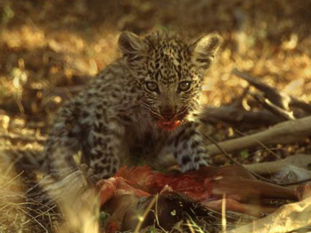 幼豹吃食