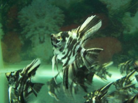 云石神仙 云石神仙