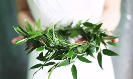 橄榄之冠 橄榄之冠