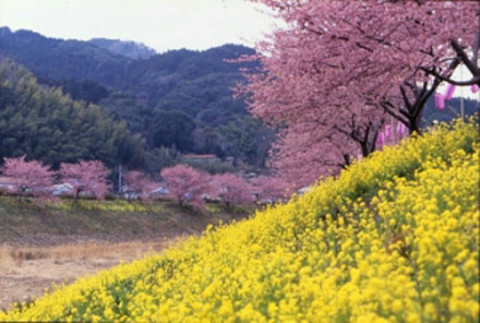 伊豆的春天 伊豆的春天