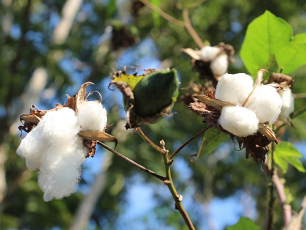 棉花