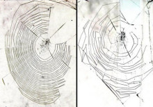 蜘蛛网图片 蜘蛛网图片