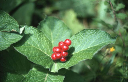 穿心莛子藨
穿心莛子藨