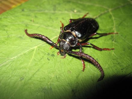 锯天牛亚科 锯天牛亚科