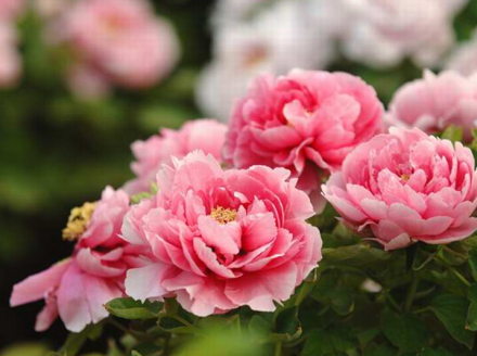 洛阳牡丹 洛阳牡丹