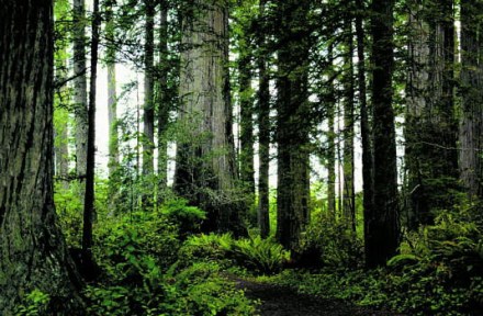隆林—金钟山原始森林风景区 隆林—金钟山原始森林风景区