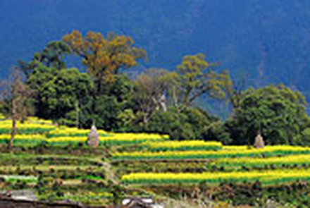 劳动种植 劳动种植