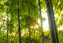 沧浪亭高清组图 沧浪亭高清组图