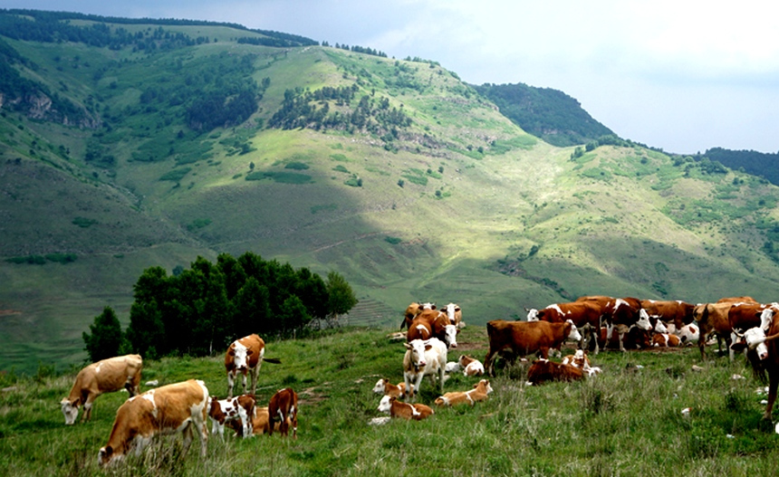 太岳山北部七里峪高山地带的草甸