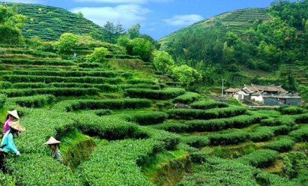 铜梁区茶山 铜梁区茶山