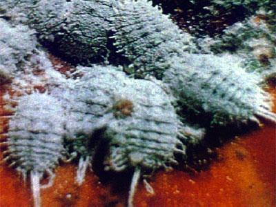 危害果实 危害果实