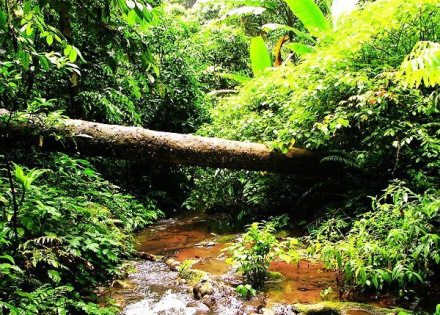 热带雨林 热带雨林
