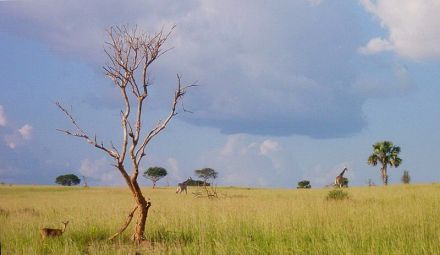 热带草原 热带草原