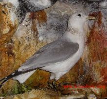 达尔文的著作 达尔文的著作