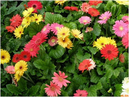 非洲菊