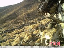 四川卧龙拍到野生雪豹母子影像 四川卧龙拍到野生雪豹母子影像