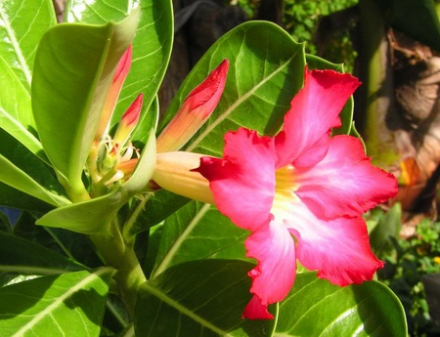 沙漠玫瑰 沙漠玫瑰