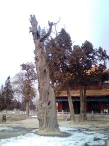 西岳庙风光(2) 西岳庙风光(2)