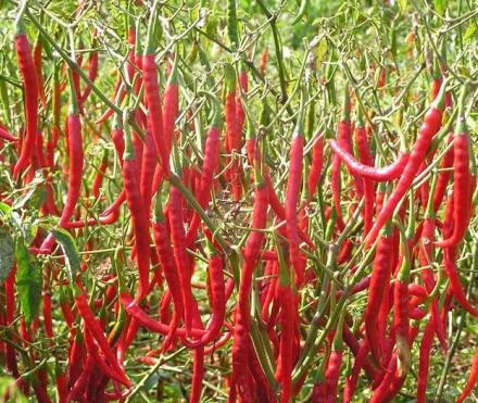 辣椒 辣椒
