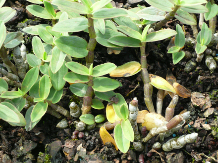 始兴石斛 始兴石斛