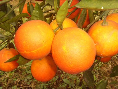 资中县塔罗科血橙