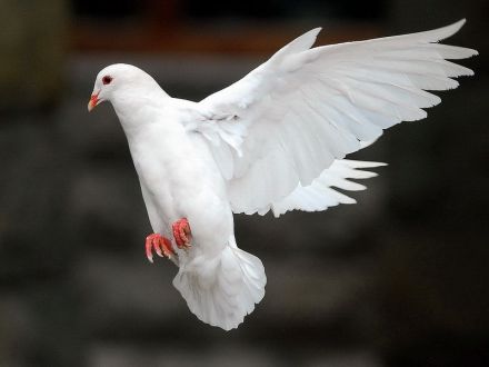 飞翔的鸟 飞翔的鸟