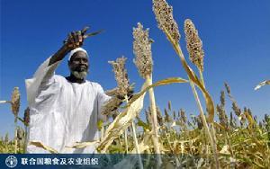 联合国粮食及农业组织 联合国粮食及农业组织