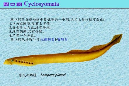脊索动物门 脊索动物门