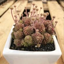 壁生魔南 壁生魔南