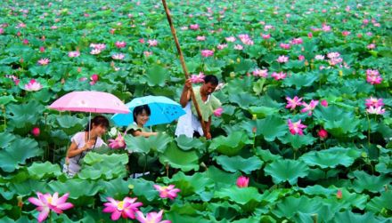 微山岛荷花旅游区 微山岛荷花旅游区